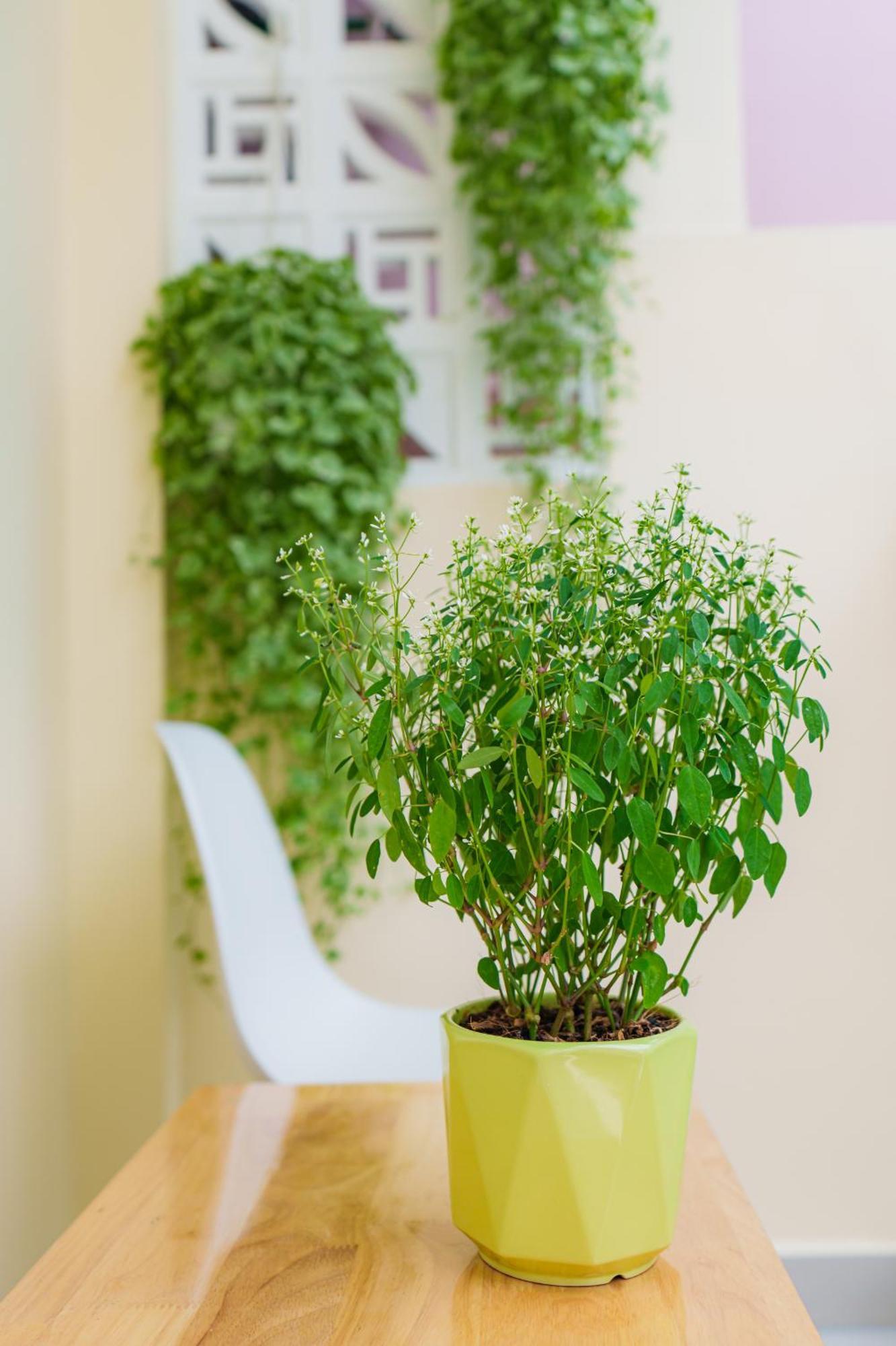 Co Chau Homestay TP. Hồ Chí Minh Ngoại thất bức ảnh